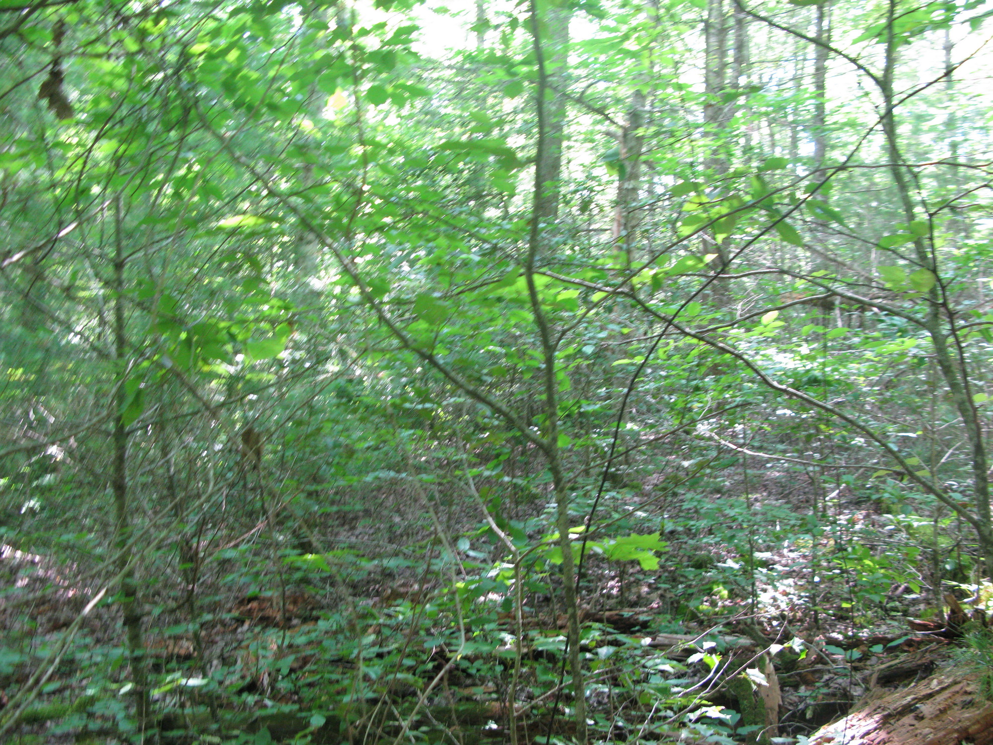 GRSM Accuracy Assessment. Plot Code: GRSM_AA_0165_3