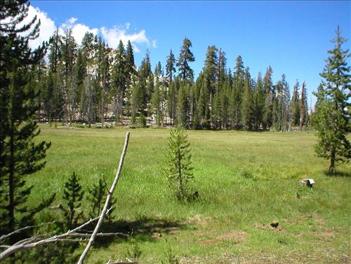 Ellis Meadow in Aug. 2003, Sequoia and Kings Canyon National Park