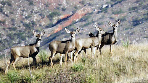 Five Mule Deer standing on a grassy hillside.