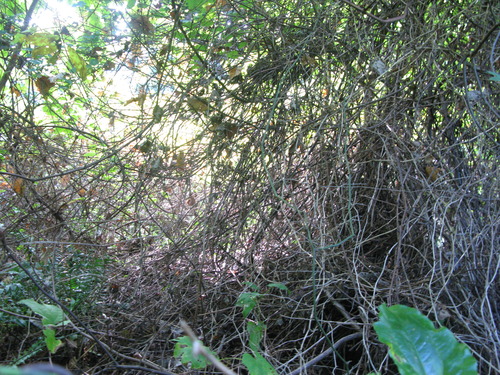 GRSM Accuracy Assessment. Plot Code: GRSM_AA_0446_4