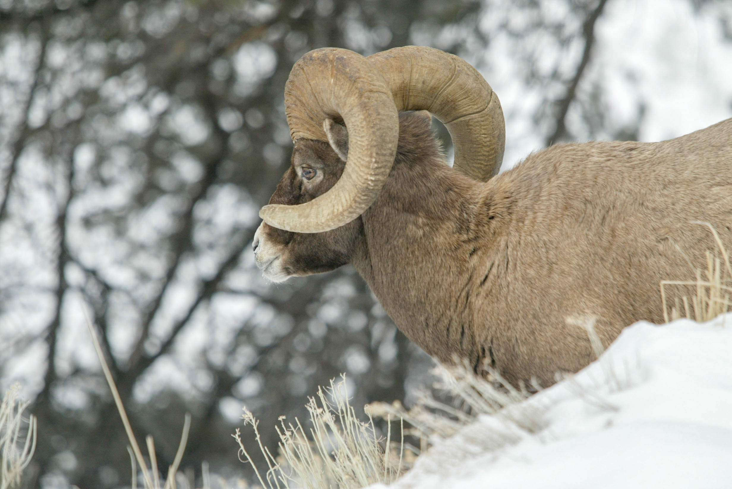 Side view of Bighorn Sheep ram standing in snow