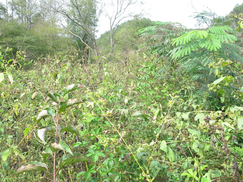 GRSM Accuracy Assessment. Plot Code: GRSM_AA_0614_2