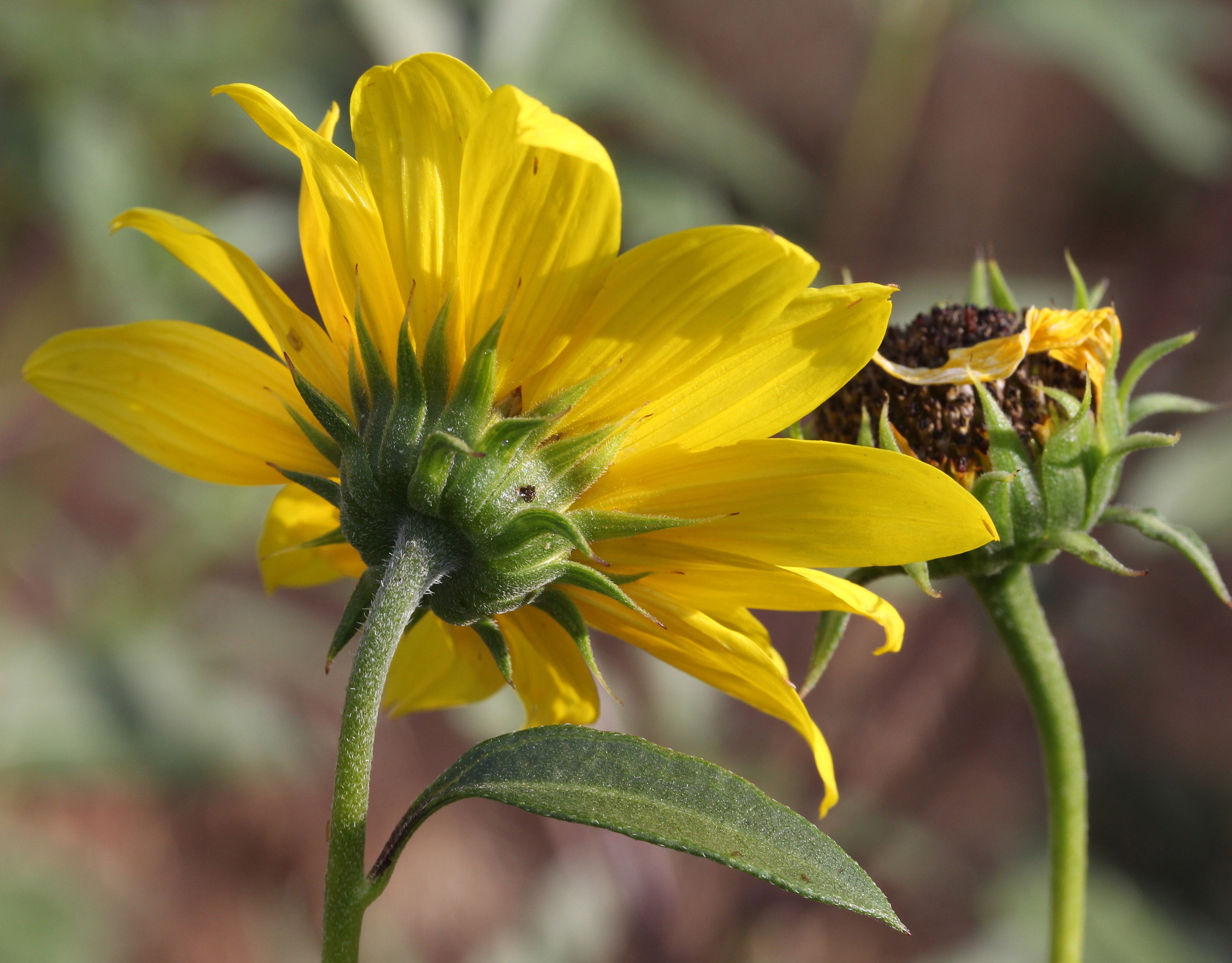 Helianthus petiolaris, Prairie sunflower