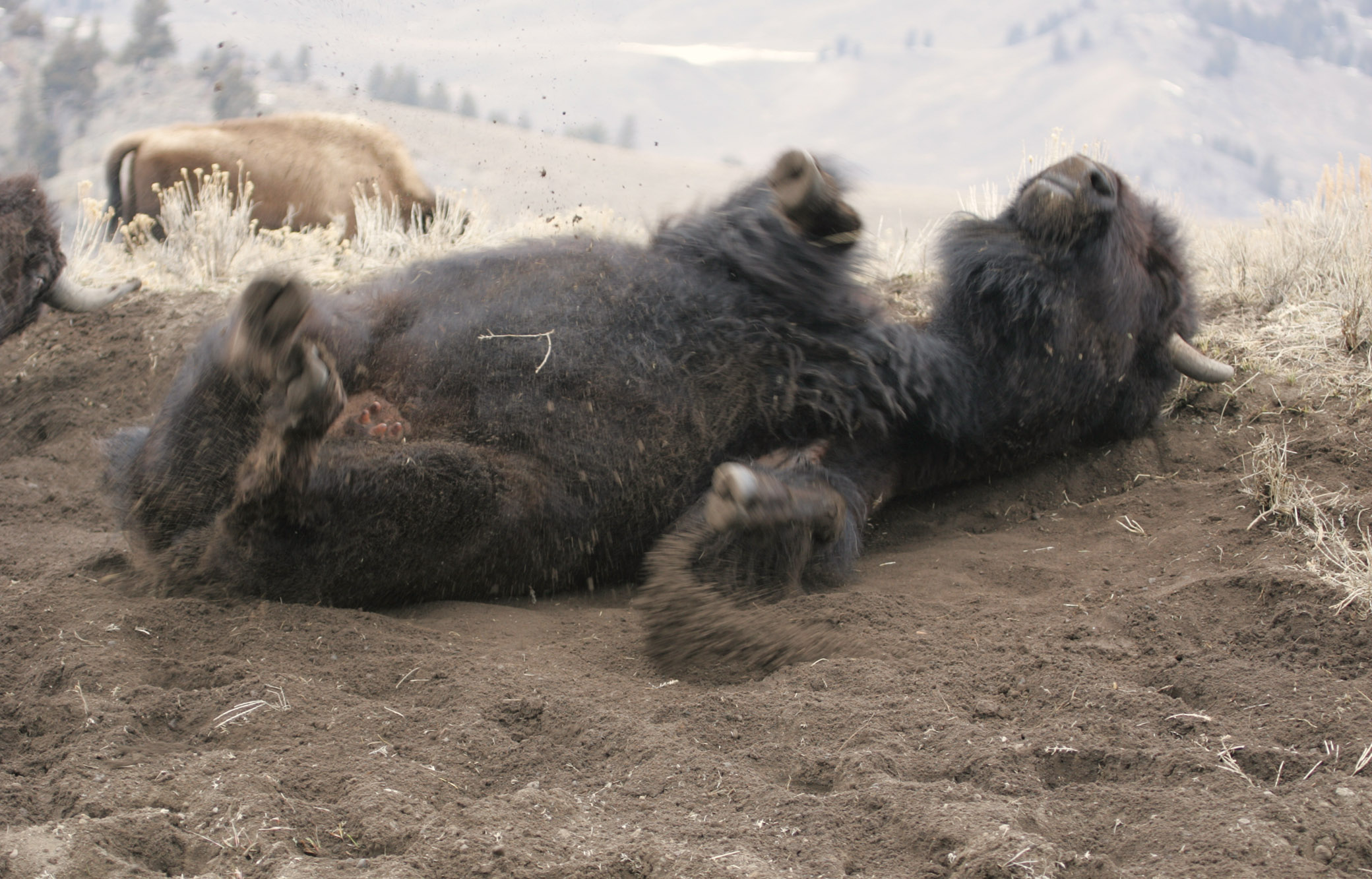 A bison rolls in the dirt.