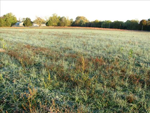 Agricultural Field Conversion at Stones River National Battlefield: Current and Desired Future Conditions in November 2007