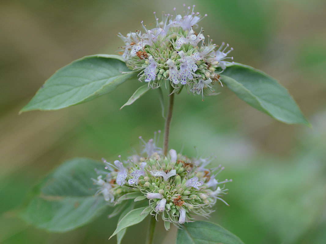 Hoary mountainmint