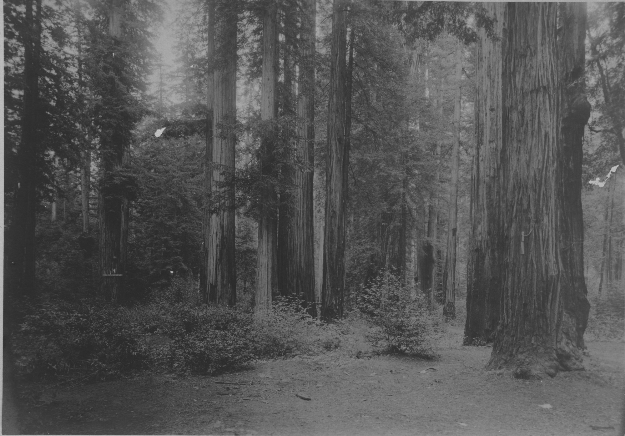 SEKI Roberts Collection Series: 3 Prints; 1 Small; 12 Scenics