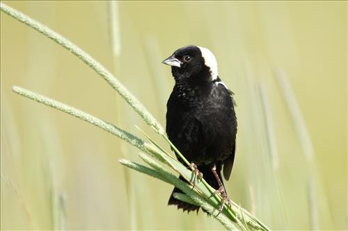 Bobolink in Cuyahoga Valley National Park