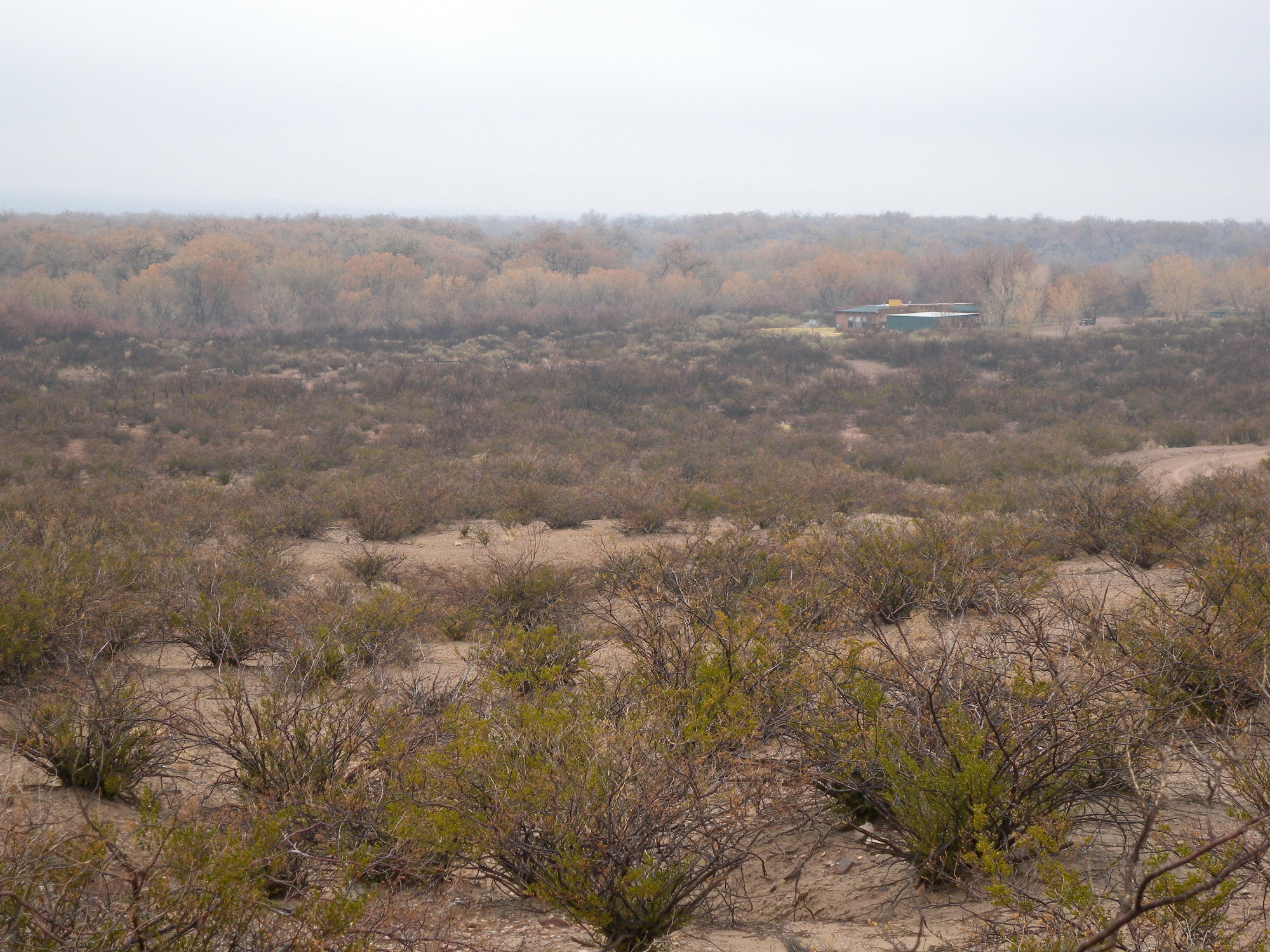 A field of bushes in the desert.