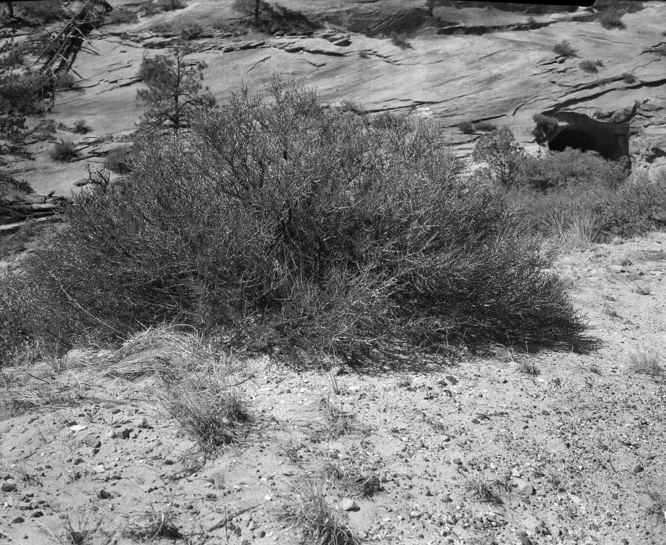 Mountain mahogany. Exhibit #19.