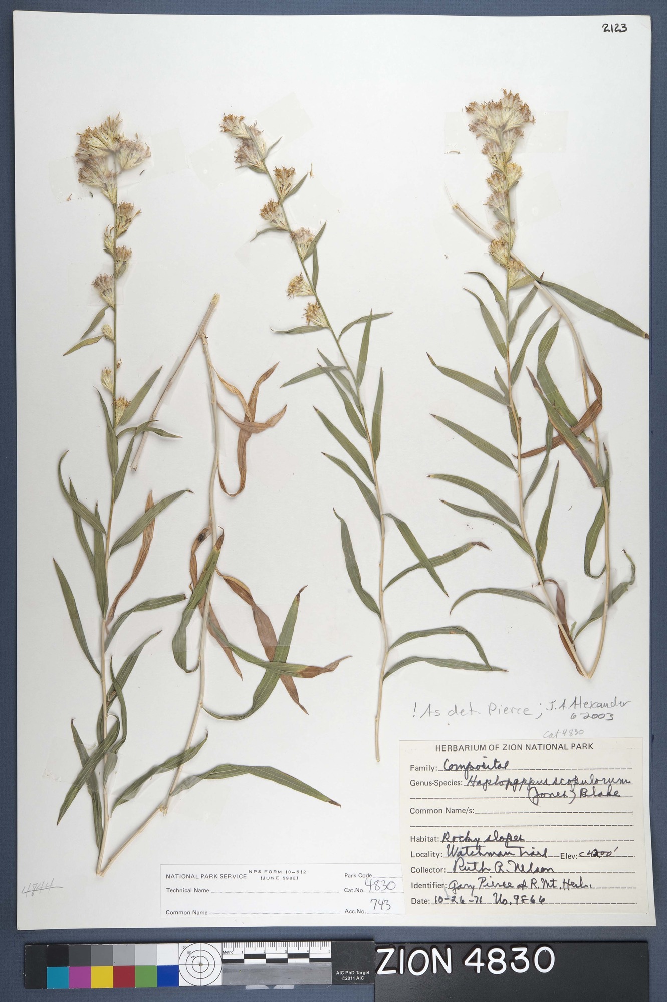 Herbarium Specimen Sheet 4830