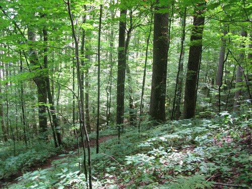 GRSM Accuracy Assessment. Plot Code: GRSM_AA_0205_6