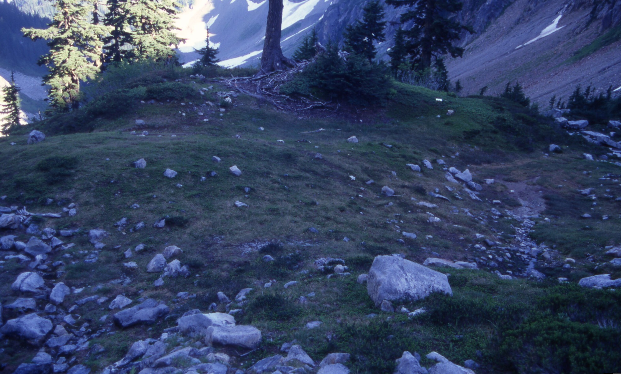 A forested area with a patchy clearing studded with rocks. In the distance is a rocky basin of snow and rock to the right and a forested mountainside to the left.