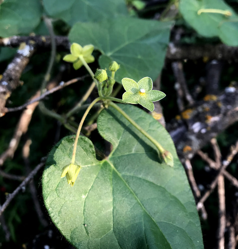 ​vine with a heart-shaped leaf and a green flower ​