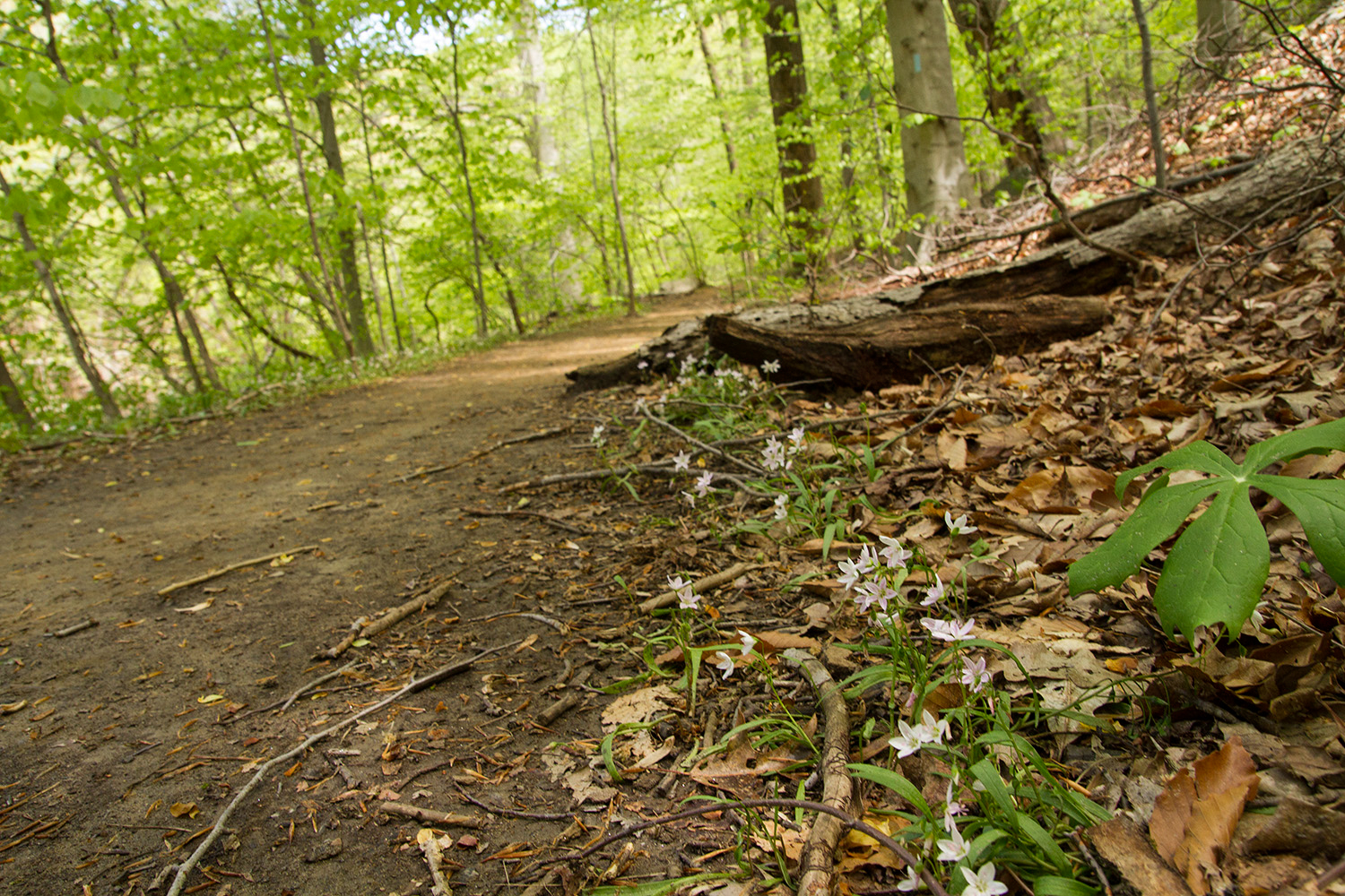 Rock Creek's Valley Trail in spring.