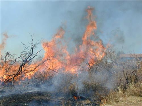High intensity flames in dense brush during Far View prescribed fire, November 2001