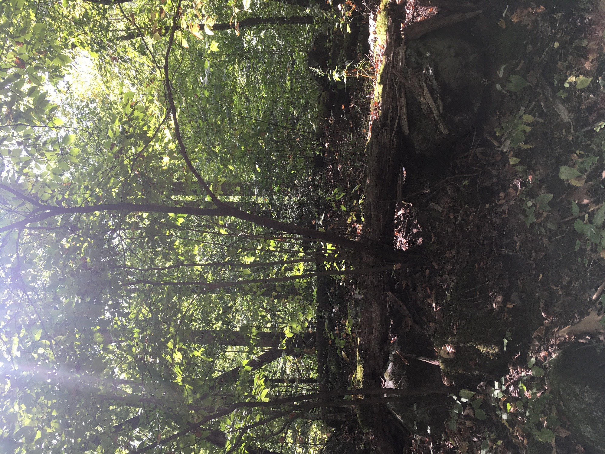 GRSM Accuracy Assessment. Plot Code: GRSM_AA_0811_4