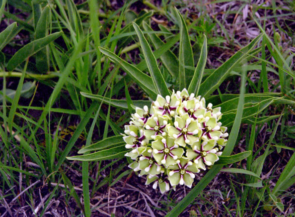 Spider antelopehorn
Asclepias asperula
Blooms: April - June
