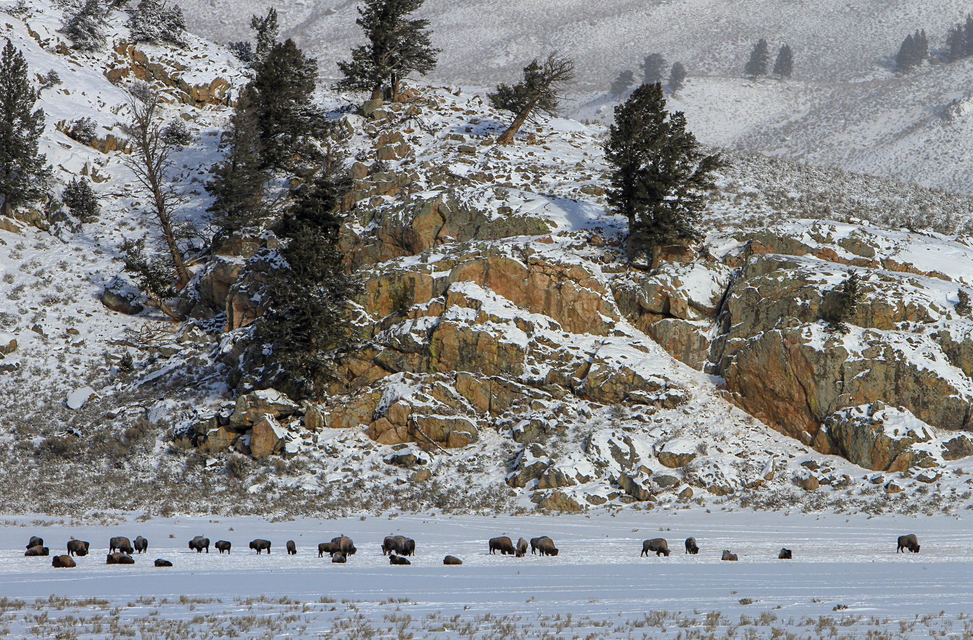 The herd is grazing in snow along a cliff.