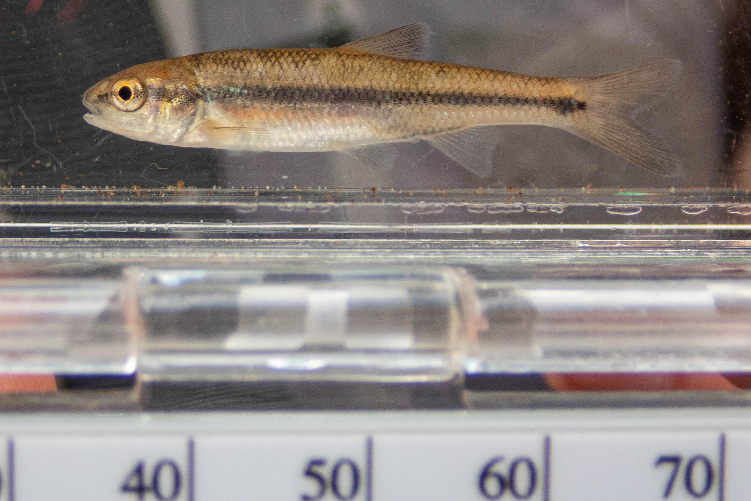 Semotilus corporalis (fall fish) - full body, young of year