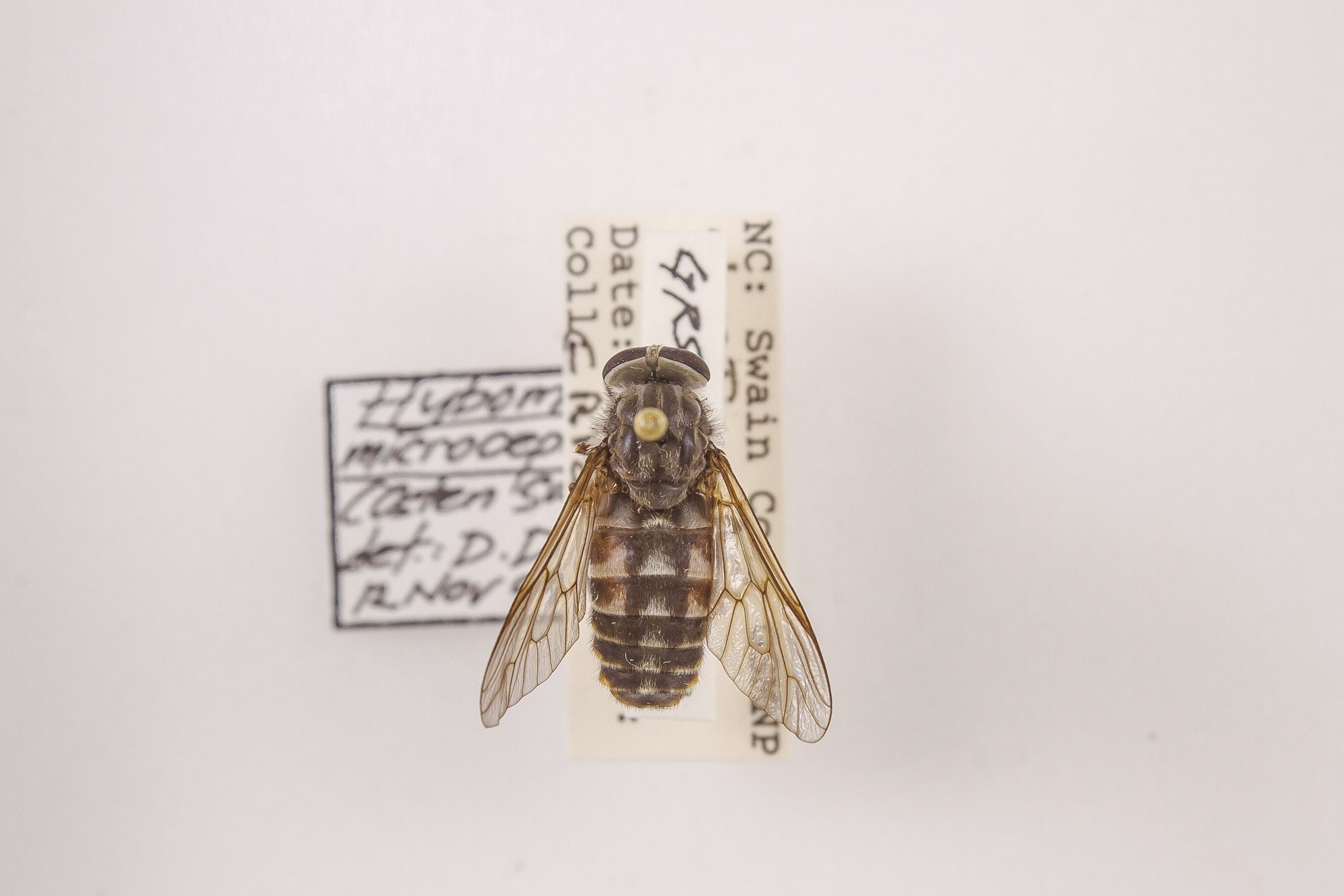 Image of Hybomitra microcephala, a species of Animalia