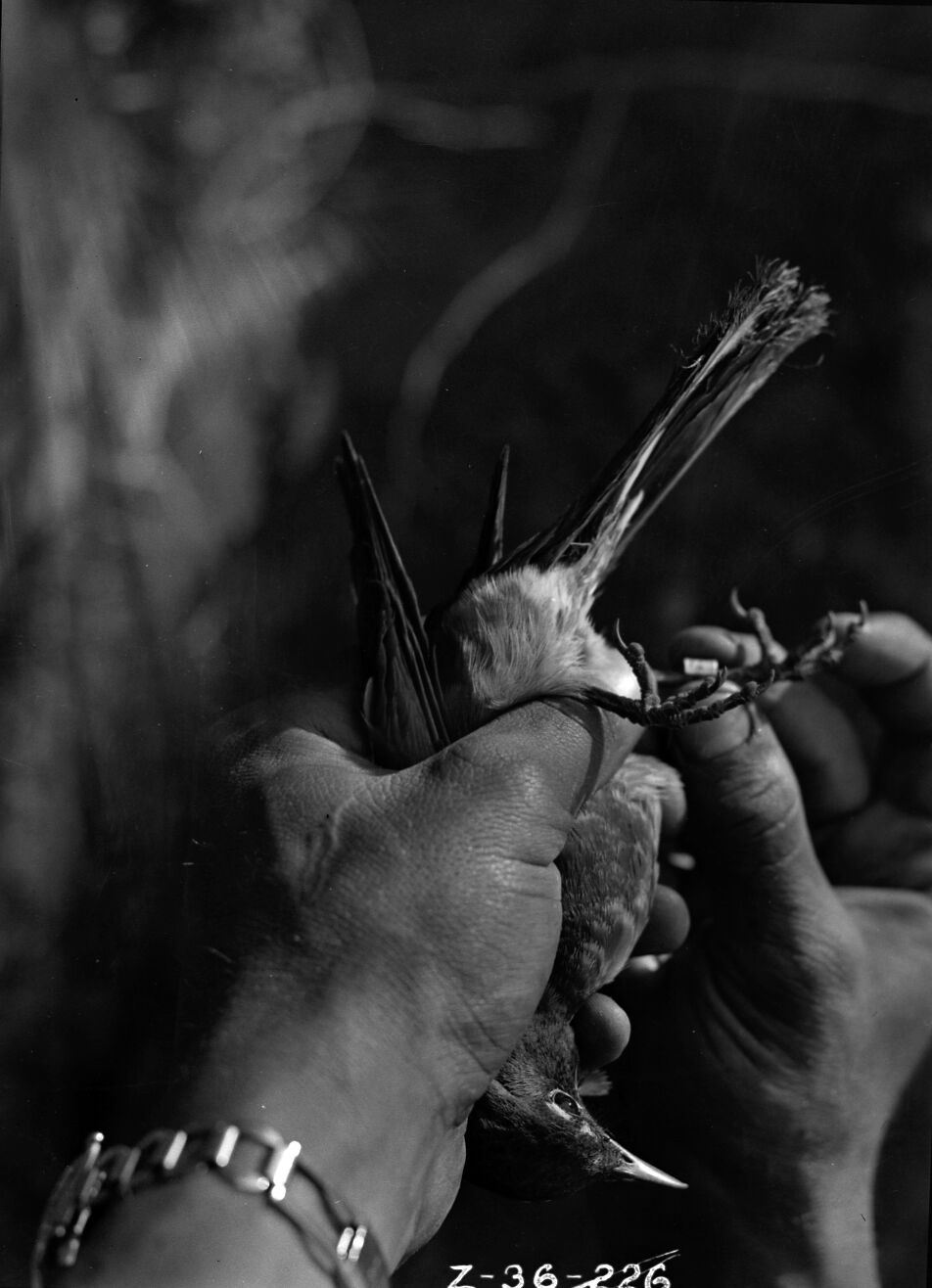 Bird banding, view of bird in cage is a spotted towhee (rufous-sided towhee). Bird identified by Bob Showler 11/7/2002. [Original negative number 1293C.]