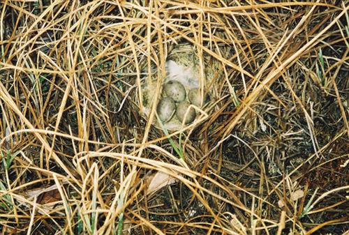 2 Gates of the Arctic National Park and Preserve Itkillik Birds June 2006