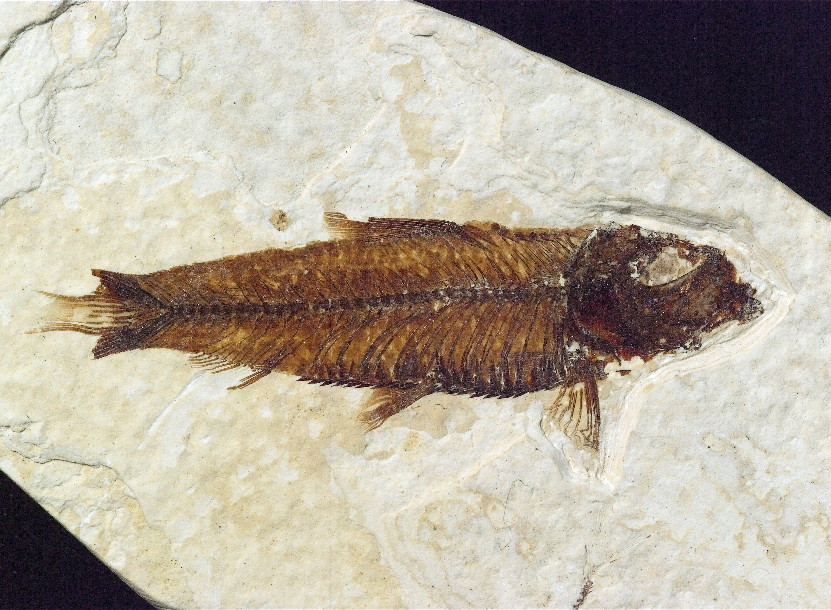 A thin fossil fish. The tail is half the size it should be.