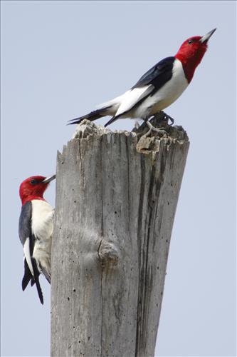 Red-headed woodpecker in Cuyahoga Valley National Park