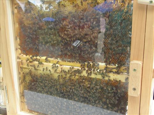 Lindenwald Harvest Day Celebration at Martin Van Buren National Historic Site in September 2009 part II