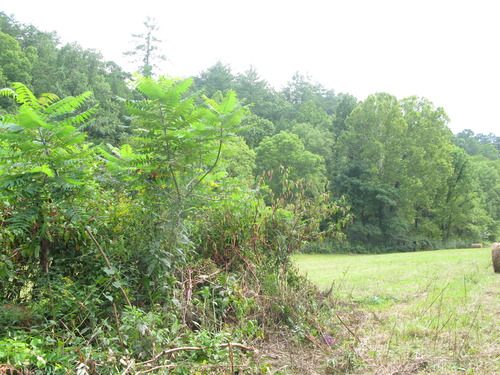 GRSM Accuracy Assessment. Plot Code: GRSM_AA_0533_6