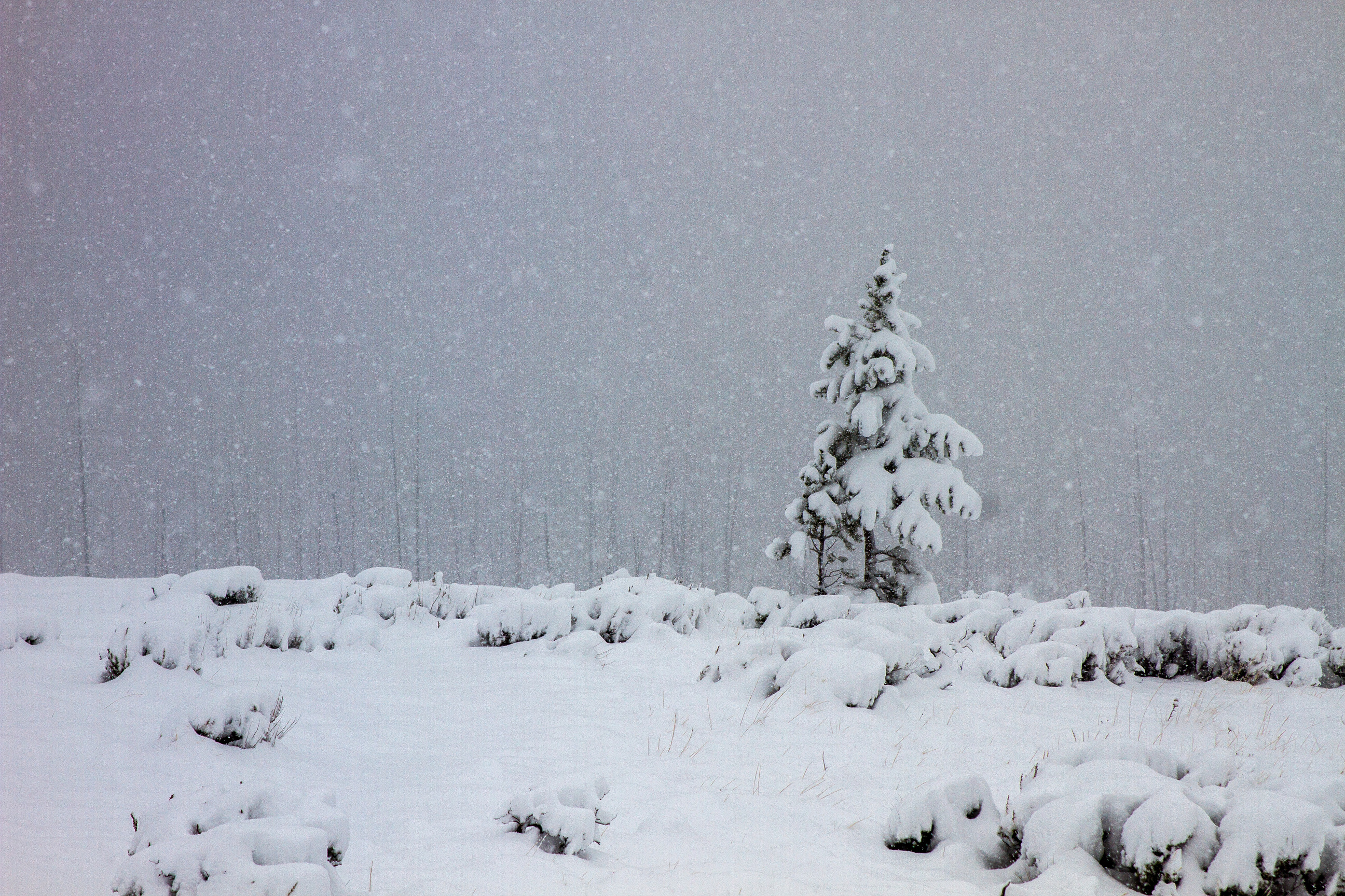 Looking across sagebrush at one little conifer with snow on it as snow falls