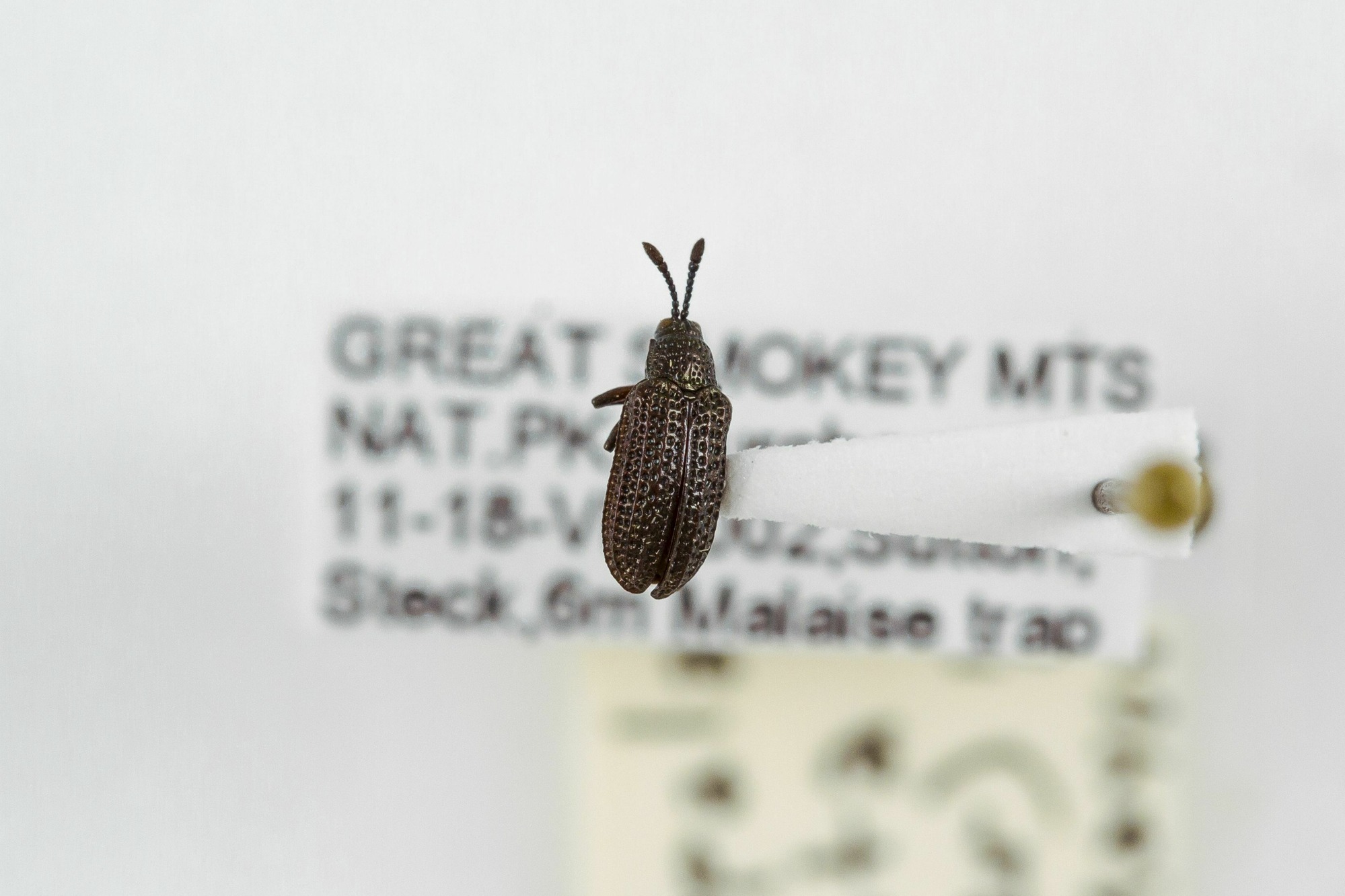 Image of Microrhopala excavata, a species of Animalia