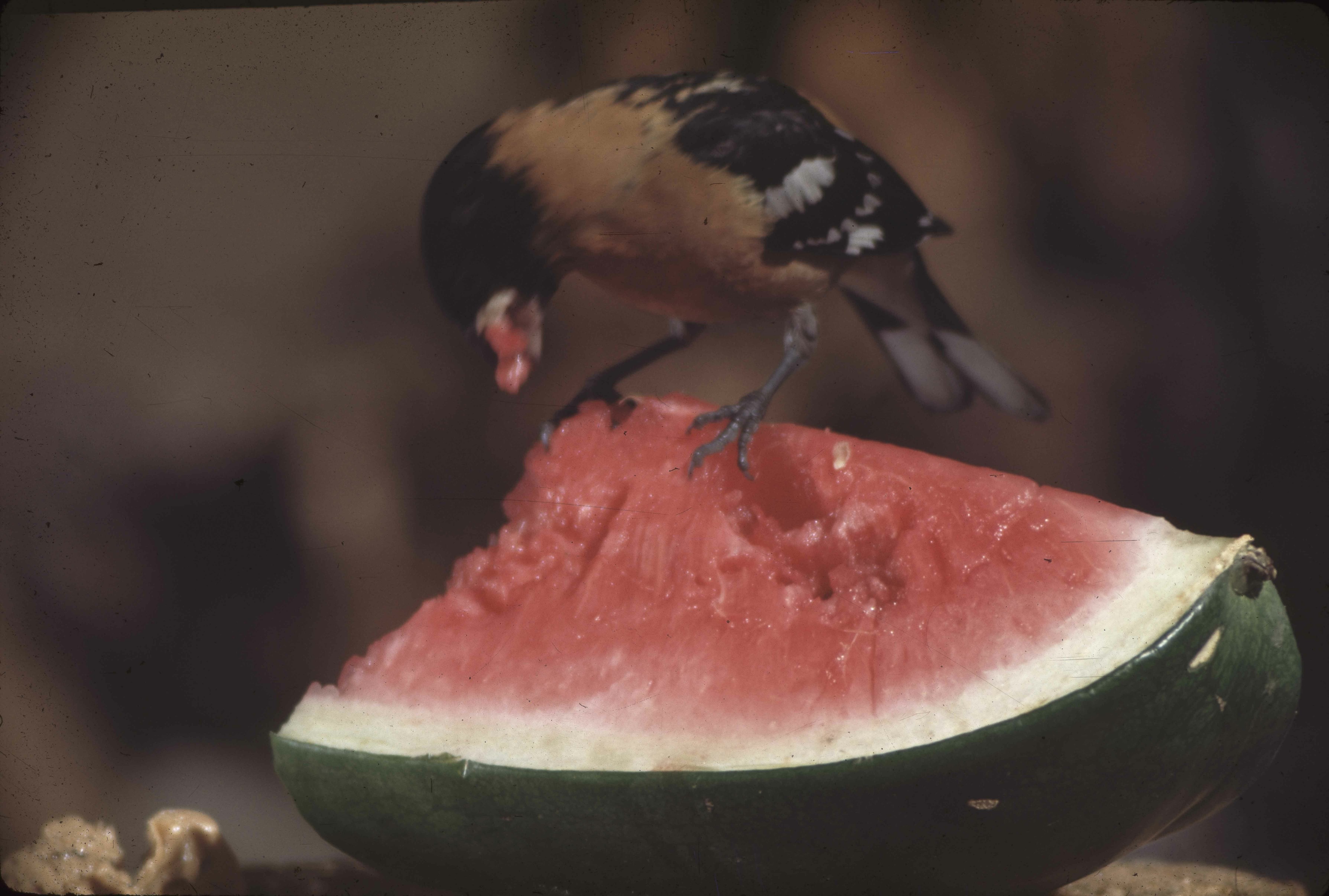 Male Blackheaded Grosebak. D-37-g-7. Yosemite Original. Original. 8/48 1948 August. RHA Ralph H. Anderson. E-03-69-015