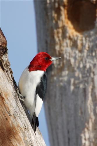 Red-headed woodpecker in Cuyahoga Valley National Park