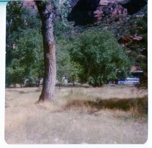 The grounds around the Zion Lodge.