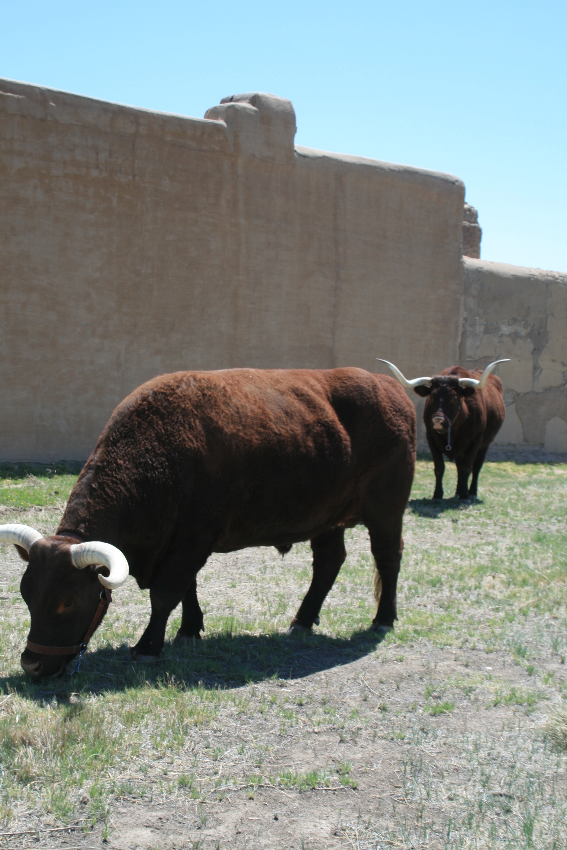 Two brown bulls grazing in a field.
