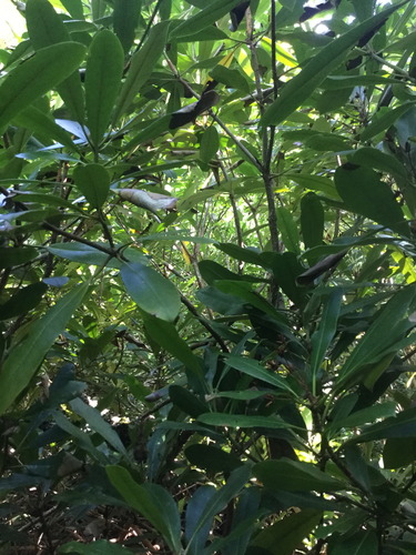 GRSM Accuracy Assessment. Plot Code: GRSM_AA_0278_2