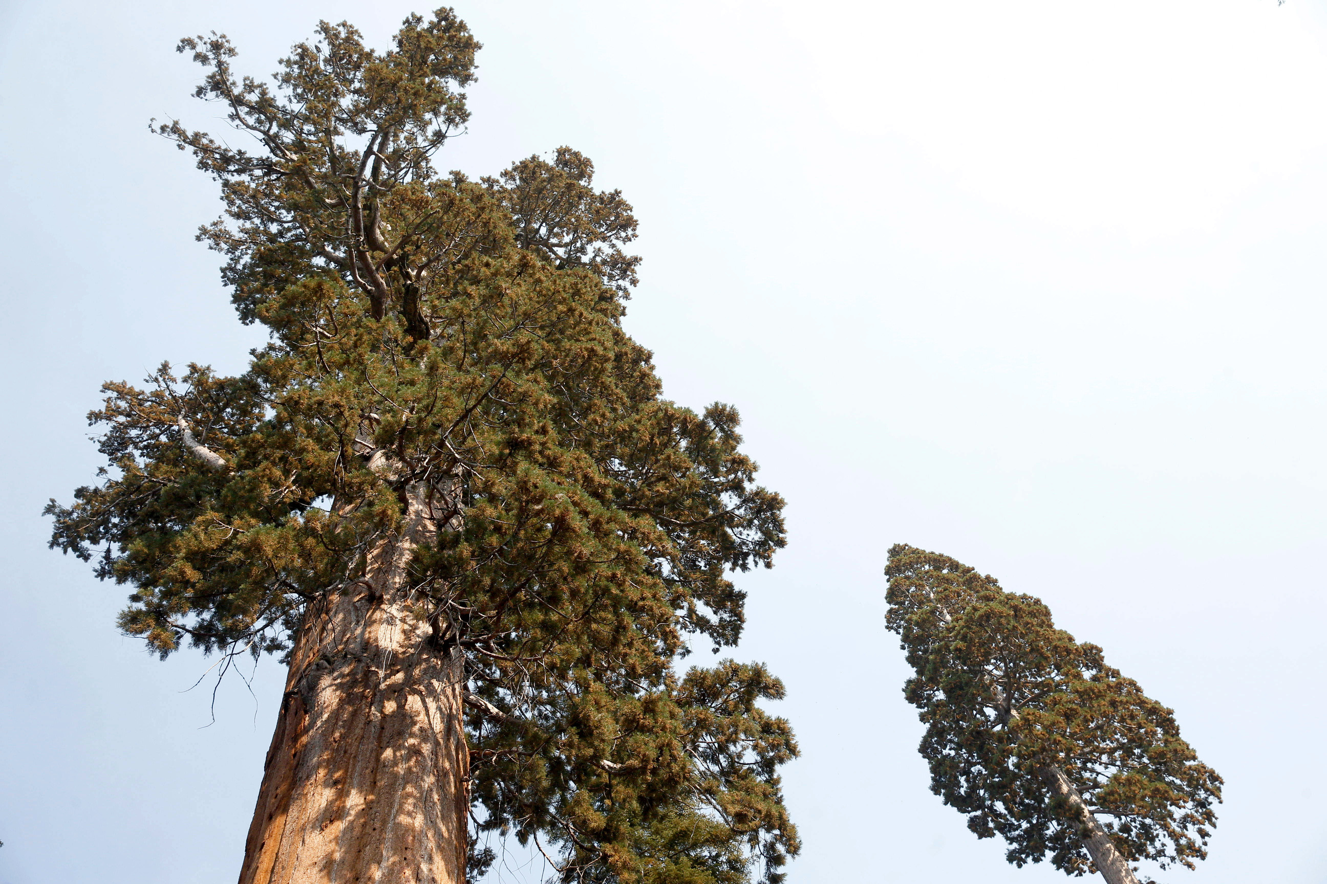 looking up to the top of two sequoias