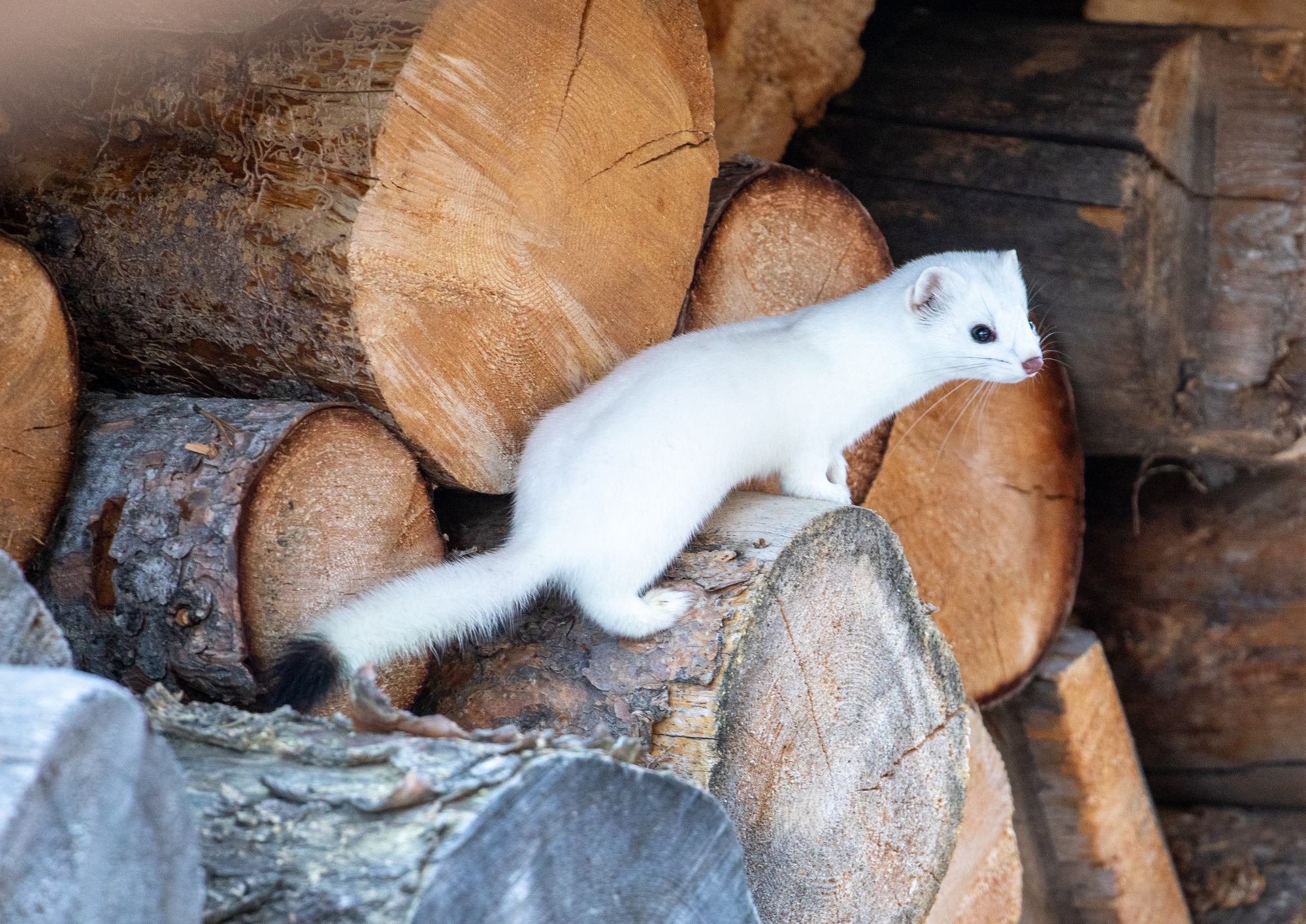 A white weasel rests on a pile of cut logs