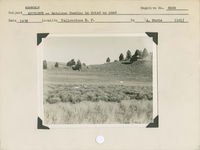 hfca_1607_iva_013_10_009_8600a_a. Mammals, Antelope [Pronghorn] -- Antelope [Pronghorn] feeding in dried up pond.. Locality: Horseshoe, Yellowstone National Park. Negative #: 8600. [The more specific date comes from the reverse of the envelope for this negative number]