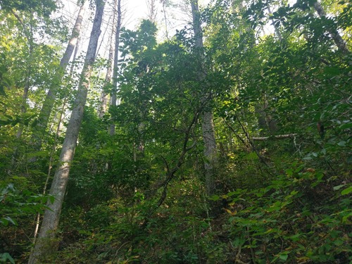 GRSM Accuracy Assessment. Plot Code: GRSM_AA_0828_6