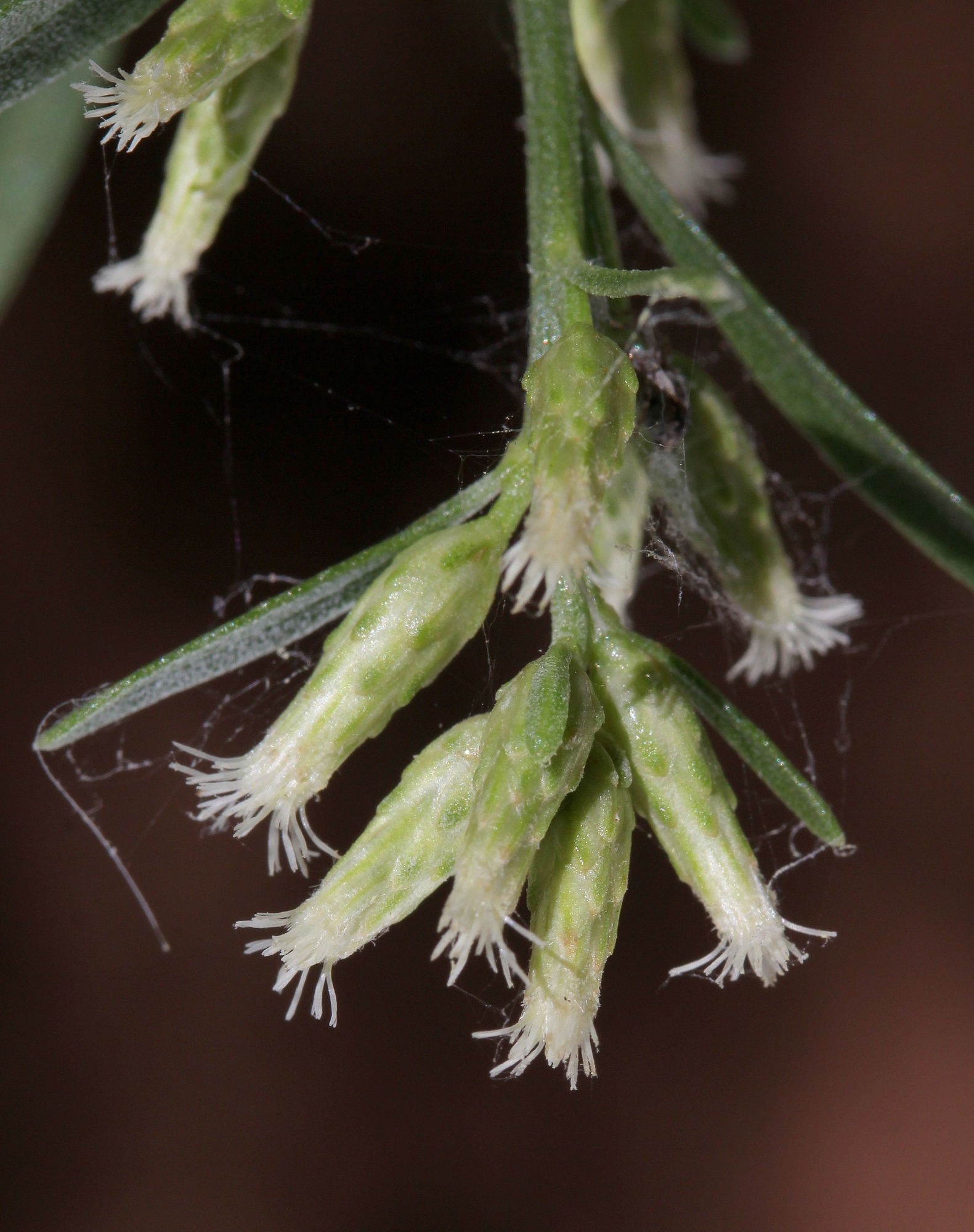Baccharis salicina, Rio Grande seepwillow