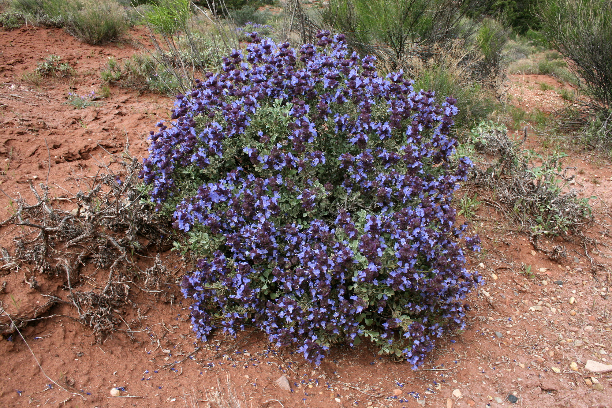 Salvia dorrii, Dorr's sage
