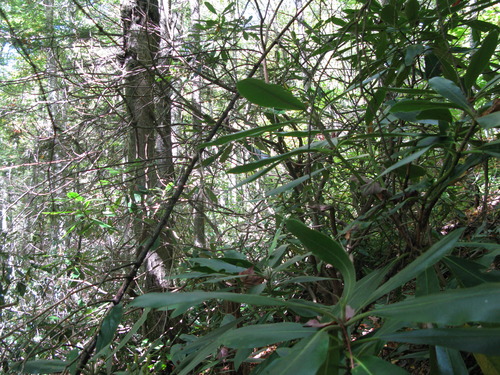 GRSM Accuracy Assessment. Plot Code: GRSM_AA_0220_2