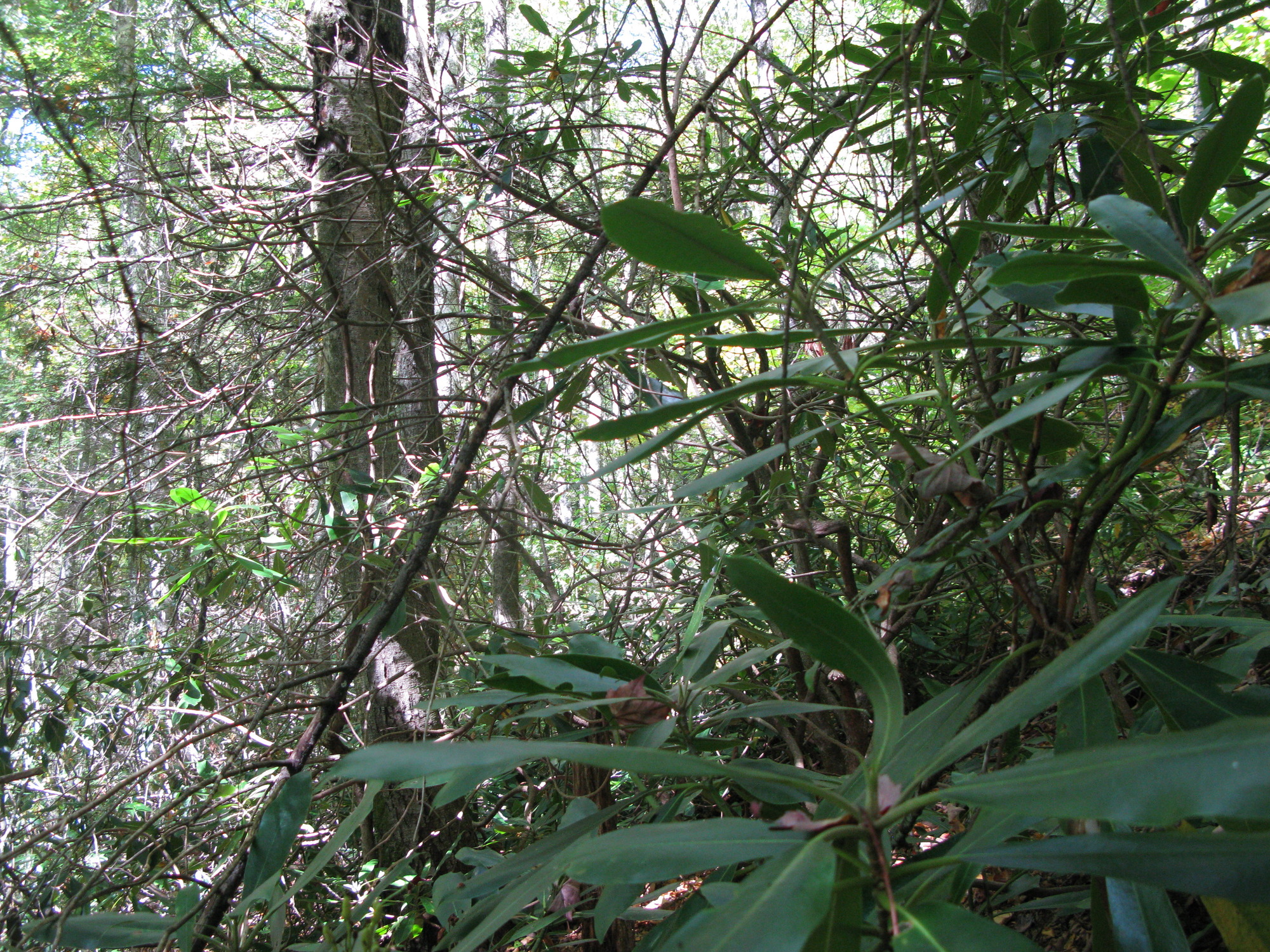 GRSM Accuracy Assessment. Plot Code: GRSM_AA_0220_2