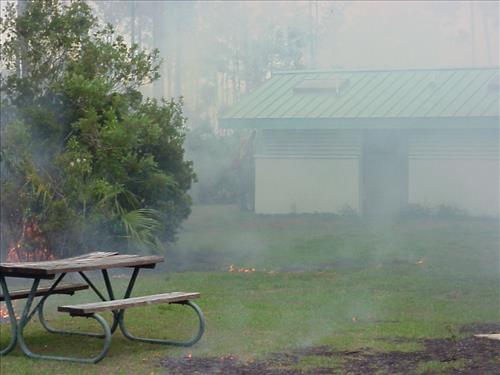 Fuels reduction, Lone Pine Key, Everglades NP in May, 1999