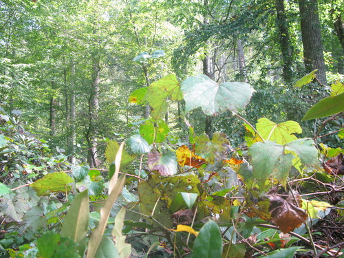 GRSM Accuracy Assessment. Plot Code: GRSM_AA_0571_3