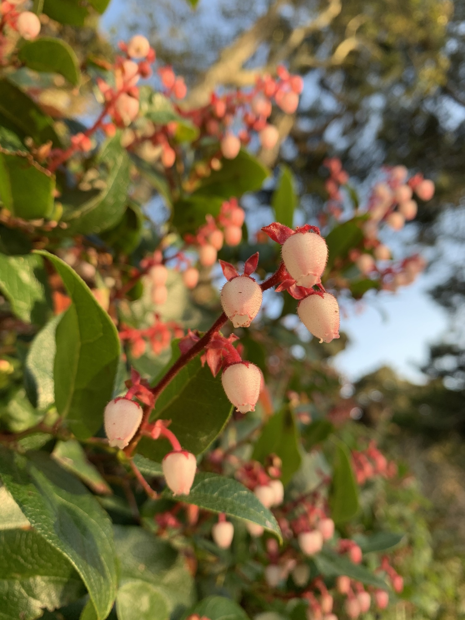 Dozens of light pink flowers blooming on a bush. The flowers hang from woody red stems in a zigzag pattern. The petals of each flower are fused, making them appear as little bells. On the closest red flower stem, hang six flowers, each with red sepals. Lightly curled leaves branch off from below the woody red stems. The leaves are veined, smooth and some glistening in the sunlight.