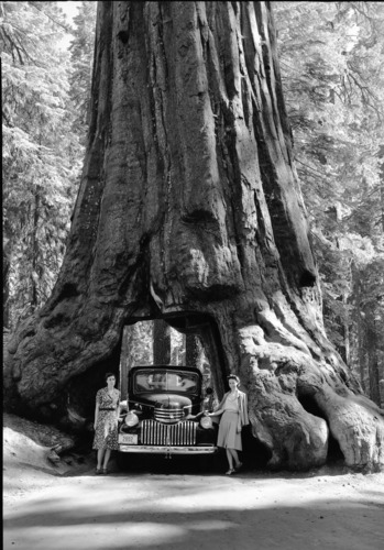 Mrs. Ofenstein, and Mrs. Murray at the Wawona Tunnel Tree.